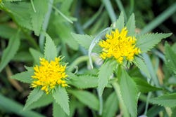 De Rhodiola plant