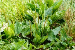 Grote Weegbree Grote Weegbree