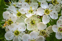 De tere witte bloemetjes van de Crataegus De tere witte bloemetjes van de Crataegus