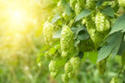 Rijpe hopbellen Rijpe hopbellen