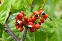 Guarana Guarana