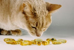 Kat snuffelt aan medicijnen Kat snuffelt aan medicijnen