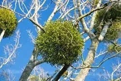 Bollen maretak in de boom