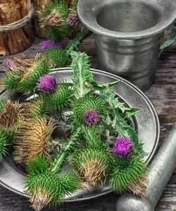 Tinnen schaal met mariadistelbloemen Tinnen schaal met mariadistelbloemen