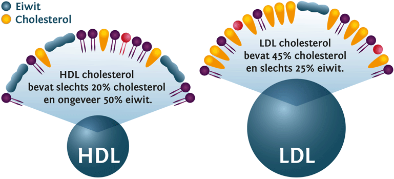 Illustratie van LDL en HDL cholesterol