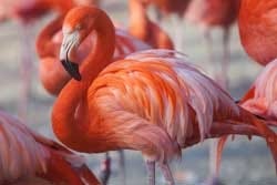 Flamingo Flamingo