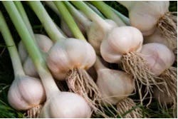 Verse knoflook Verse knoflook