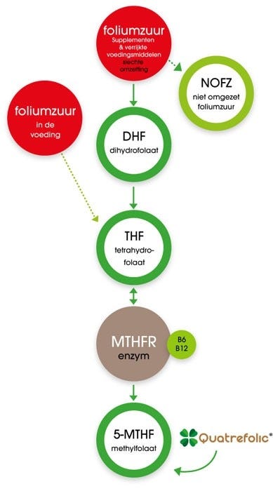 Omzetting van folaat naar 5-MTHF