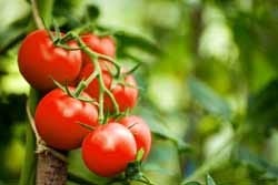 Zongerijpte tomatentros aan de plant Zongerijpte tomatentros aan de plant