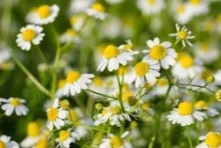 Close-up van kamillebloemen