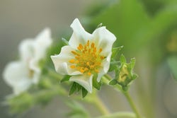 Bloem van Chileense aardbei Bloem van Chileense aardbei