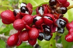 Guaranabessen Guaranabessen