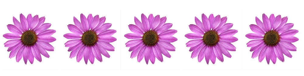 De bloemen van de Echinacea De bloemen van de Echinacea