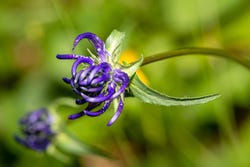 De paarse bloemetjes van de Duivelsklauw De paarse bloemetjes van de Duivelsklauw