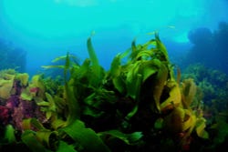 Kelp onder water