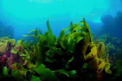 Kelp onder water Kelp onder water