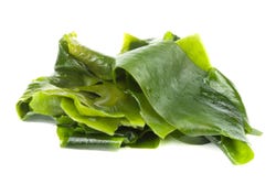 Vers geoogste kelp Vers geoogste kelp