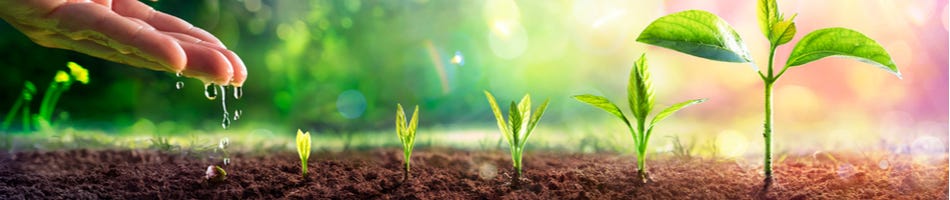 Het planten van zaden Het planten van zaden