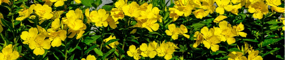 Teunisbloemen Teunisbloemen