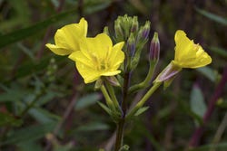 Plant met 3 teunisbloemen Plant met 3 teunisbloemen
