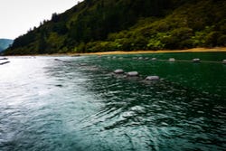 Marlborough Sounds