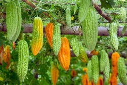 Bitter melons aan de boom Bitter melons aan de boom