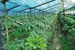 Gecontroleerde teelt van ginseng Gecontroleerde teelt van ginseng