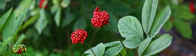 Ginsengplant met rode besjes Ginsengplant met rode besjes