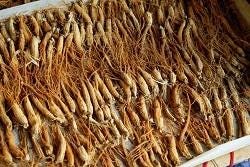 Rode ginseng Rode ginseng