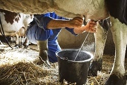 Koeien worden op traditionele wijze handmatig gemolken Koeien worden op traditionele wijze handmatig gemolken
