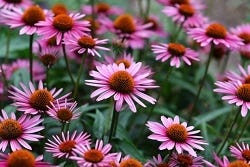 Veldje met Echinacea bloemen