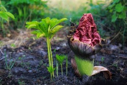 Konjacplant Konjacplant