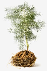 De shatavariplant in zijn geheel De shatavariplant in zijn geheel