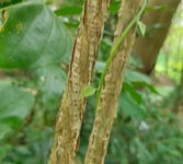 Lange wortels Lange wortels
