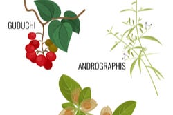 Ayurvedische kruiden Ayurvedische kruiden