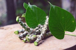 Stukken geoogste guduchiplant Stukken geoogste guduchiplant