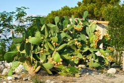 Grote cactus met nopal cactusvruchtjes