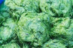 Dagverse spirulina-oogst Dagverse spirulina-oogst