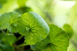 Het 'naveltje' in het blad van de Gotu kola