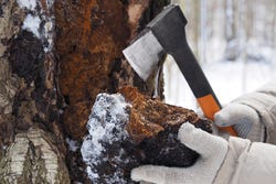 Met een bijltje wordt de chaga van een boom verwijderd