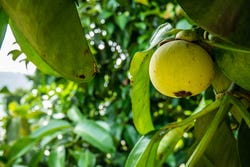 Onrijpe mangosteen aan de boom