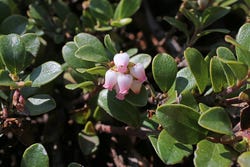 Bloemetjes van de Berendruif