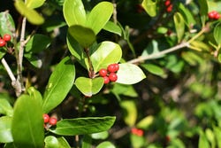 De besjes van de Uva ursi De besjes van de Uva ursi