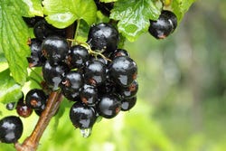 Ribes nigrum aan de struik Ribes nigrum aan de struik