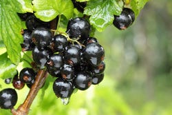 Ribes nigrum aan de struik