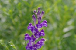 Paarse bloem van de Scutellaria Paarse bloem van de Scutellaria
