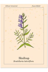 Oude illustratie van 'Skullcap' Oude illustratie van 'Skullcap'