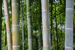 Houtige buitenkant van de bamboestengels