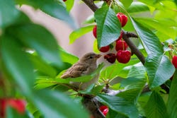 Vogel smult van kersen in de boom