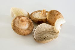 Shiitake en een oesterzwam Shiitake en een oesterzwam